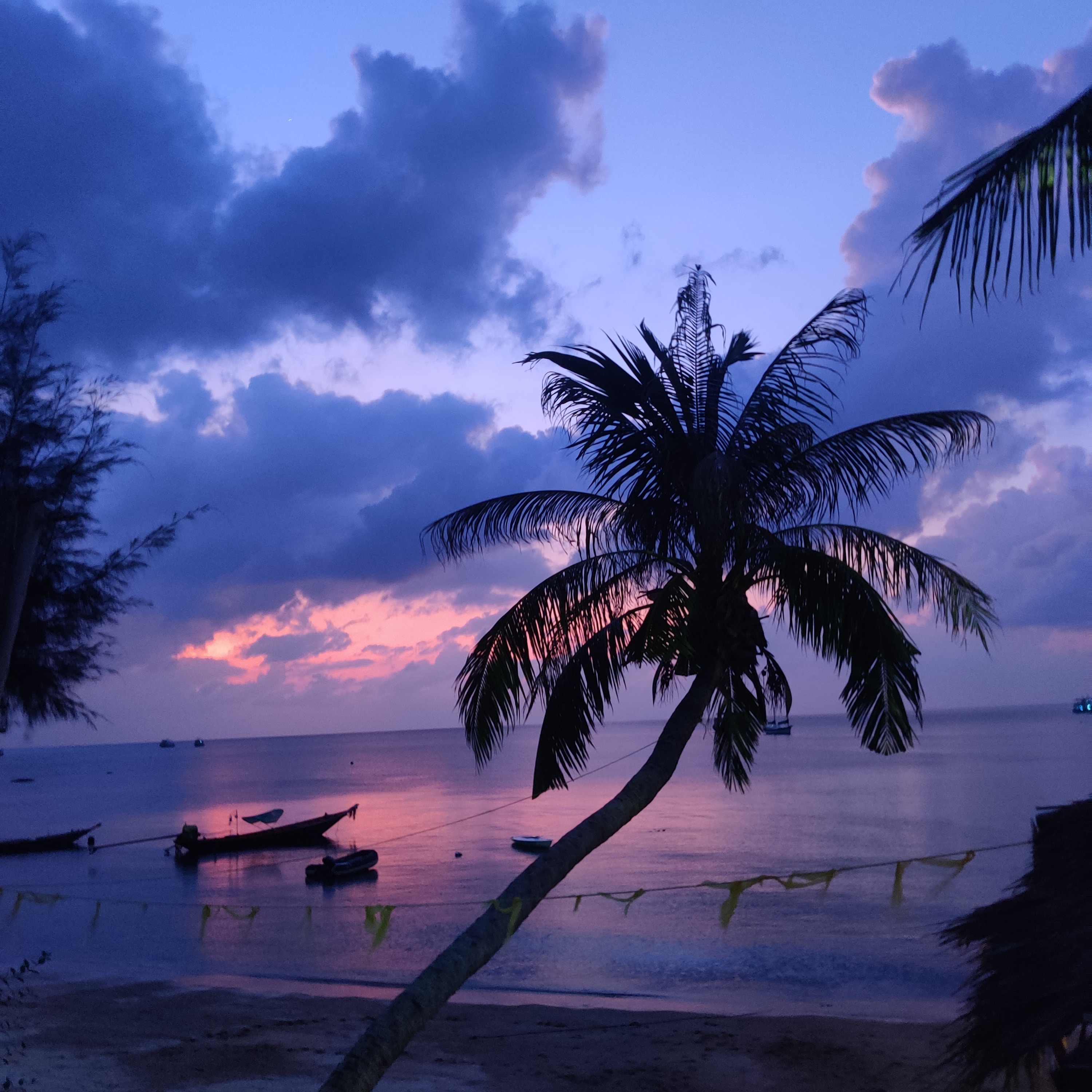 Koh Tao Tree